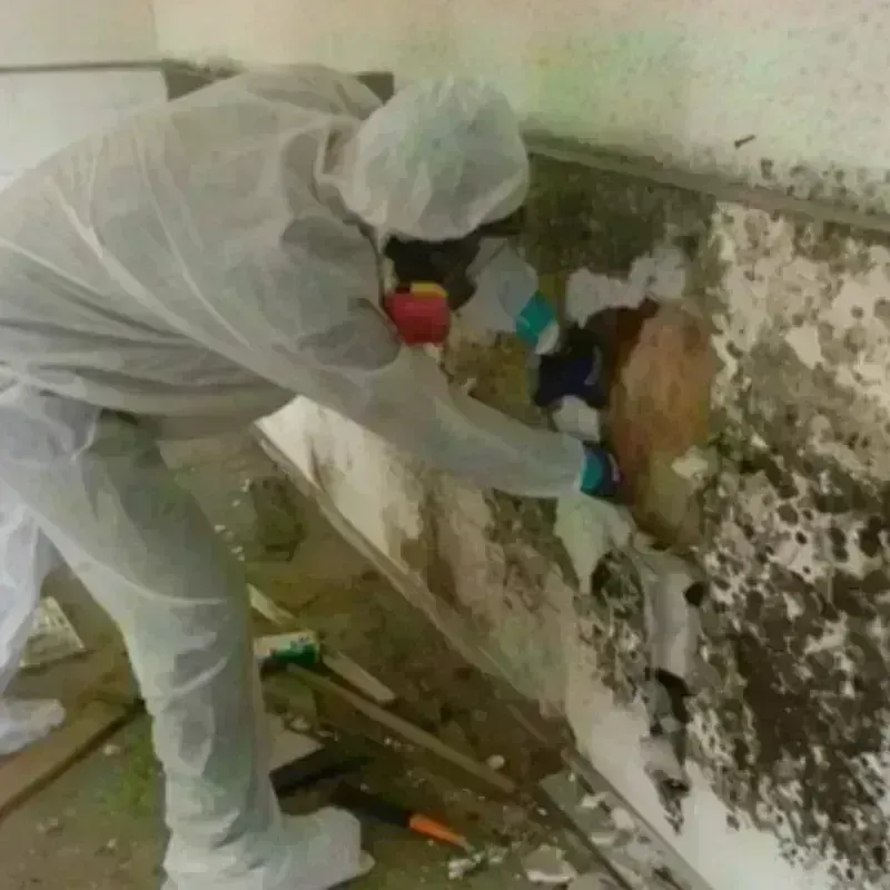 Mold Remediation and Removal in Napoleon, OH